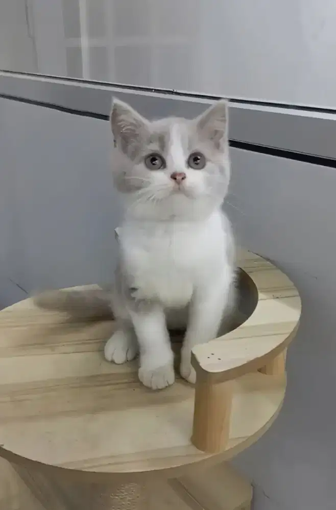 BSH Lilac bicolour betina 3bulan