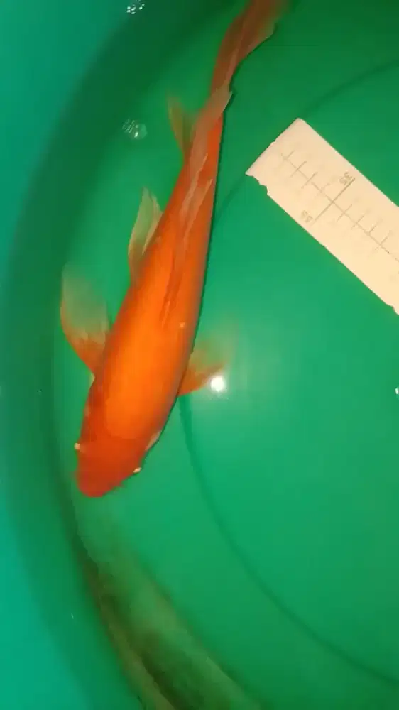 Ikan koi jenis Slayer Benigoi 35cm