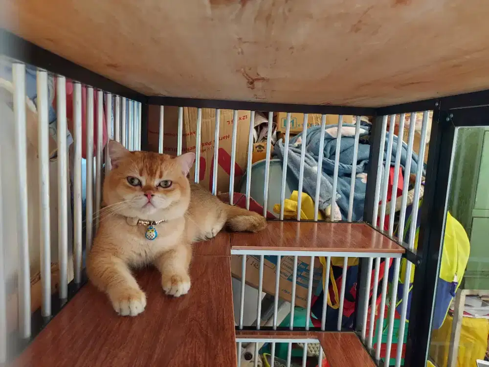 Jasa Pacak British Shorthair BSH Golden NY12