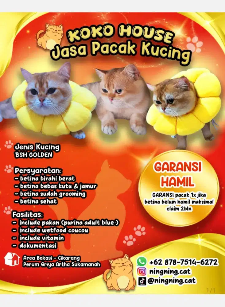 Jasa Pacak British Shorthair BSH Golden NY12