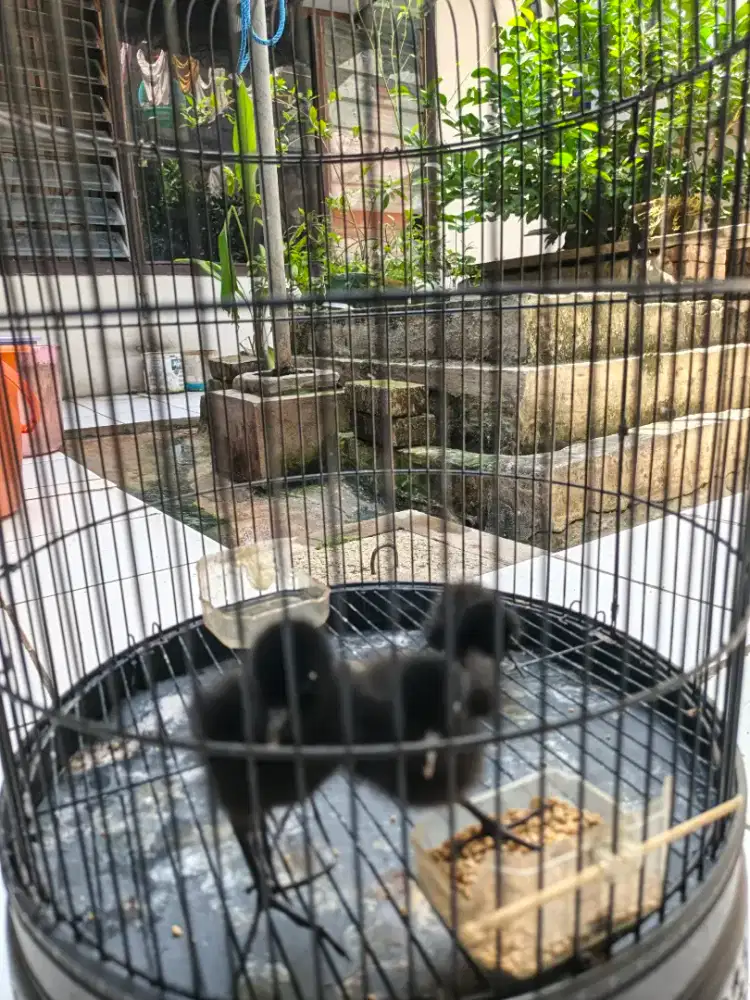 Dijual 3 ekor anakan Sribombok jinak.