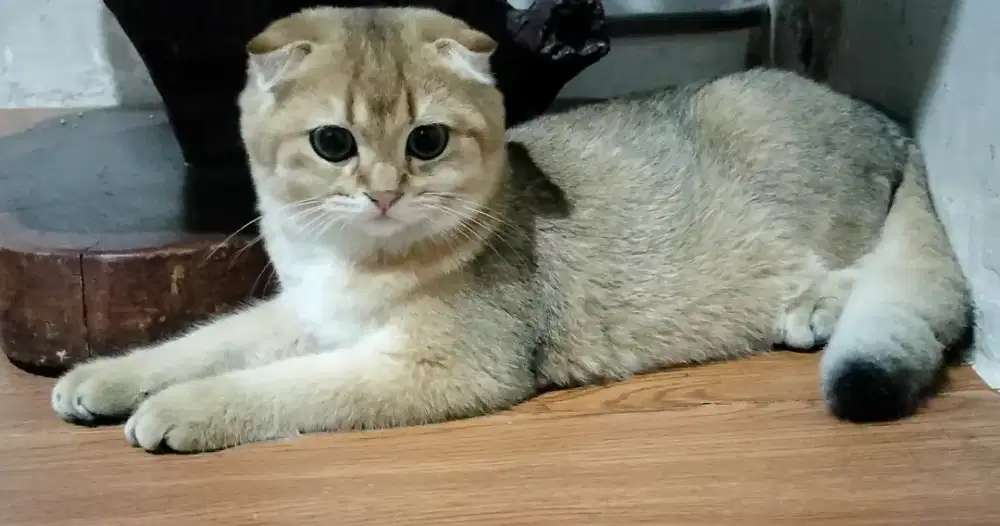 scottish fold golden jantan kitten anak import