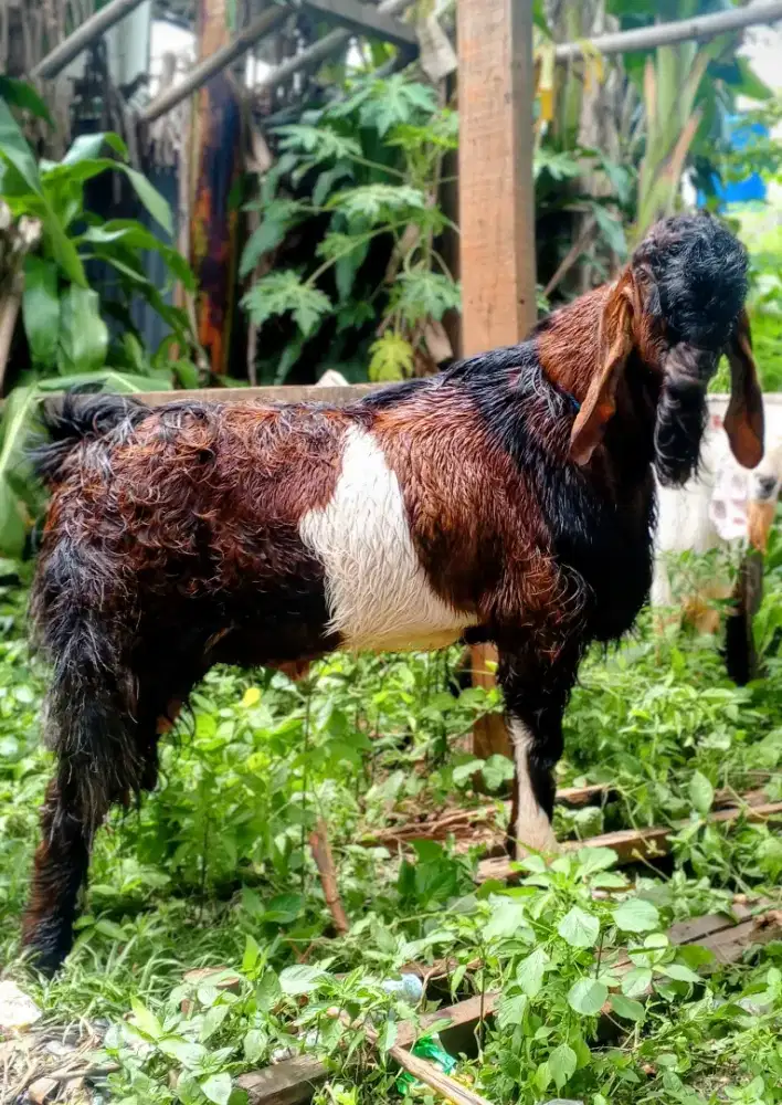 Bismillahirrahmanirrahim jual kambing buat qurban
