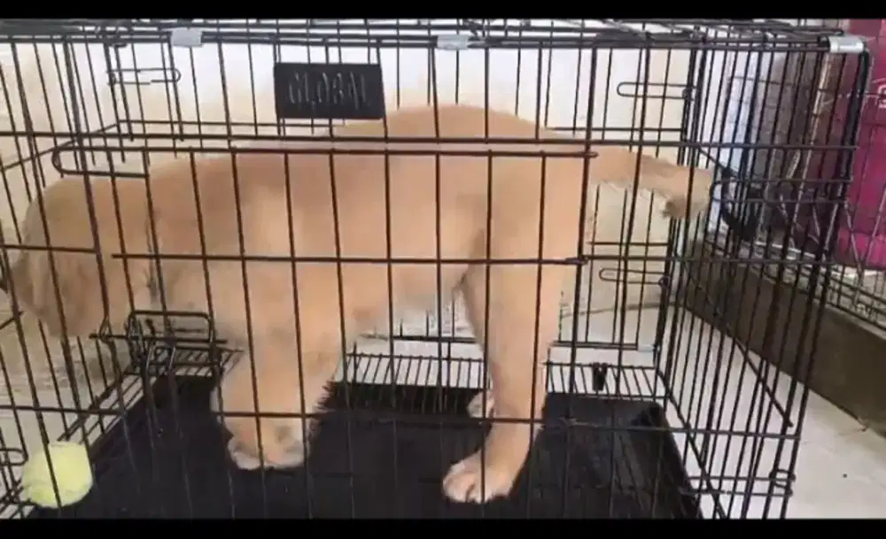Anak Anjing Golden Retriever Stanboom 3bln