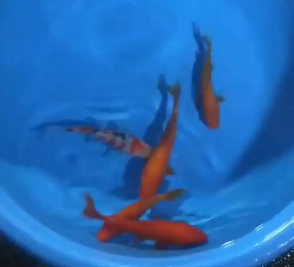 Ikan koi size 15_18cm