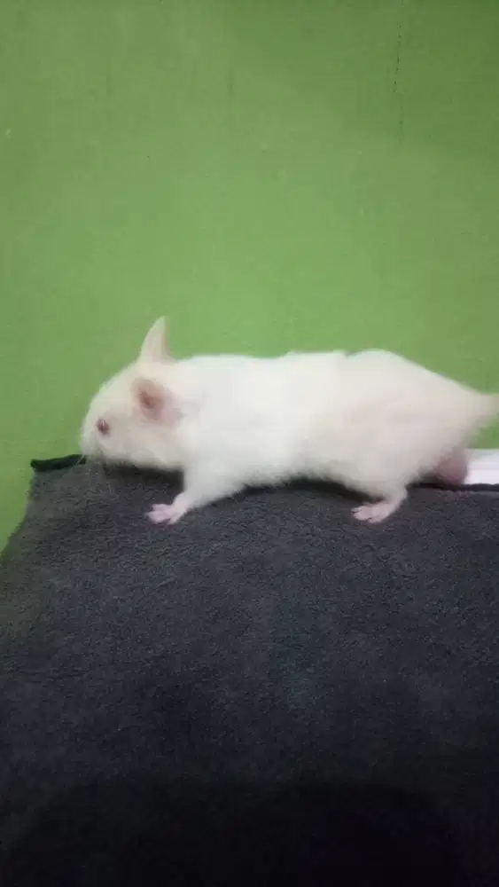 HAMSTER SYIRIAN. (winterwhin)