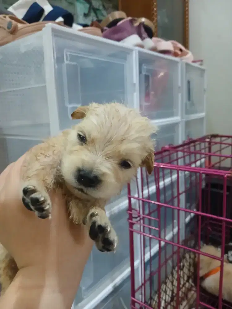 GOLDEN RETRIEVER BETINA