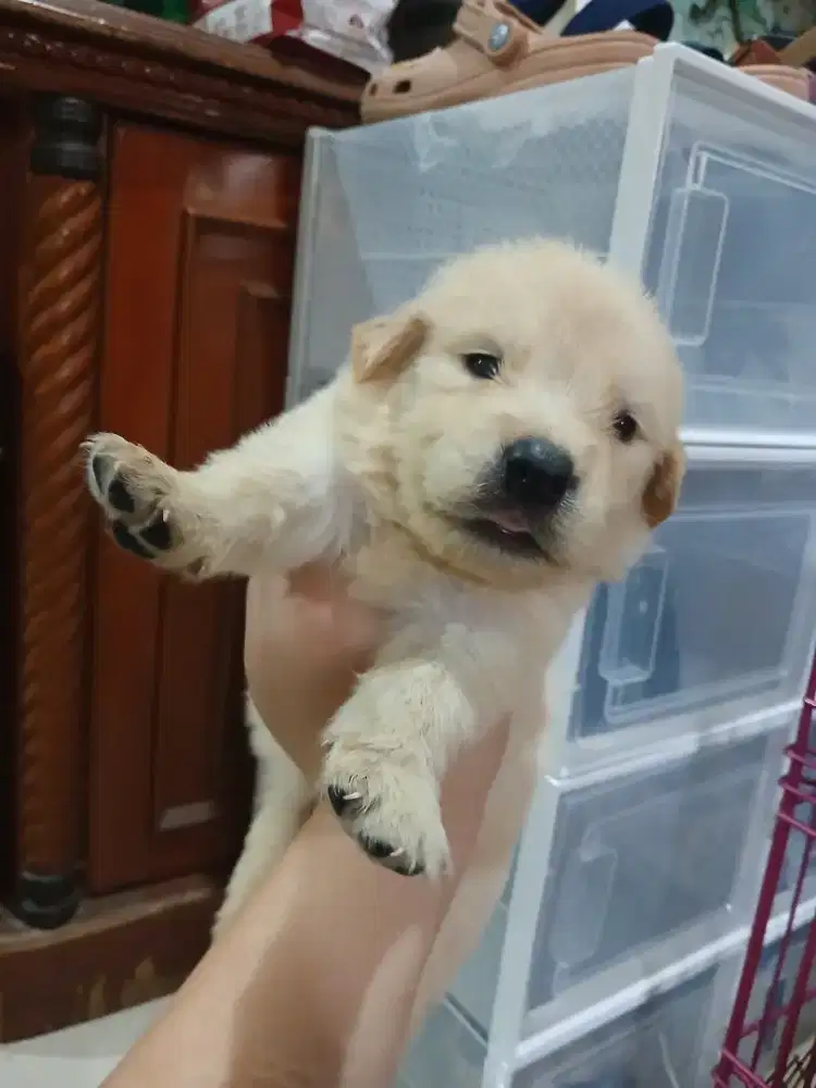 GOLDEN RETRIEVER BETINA