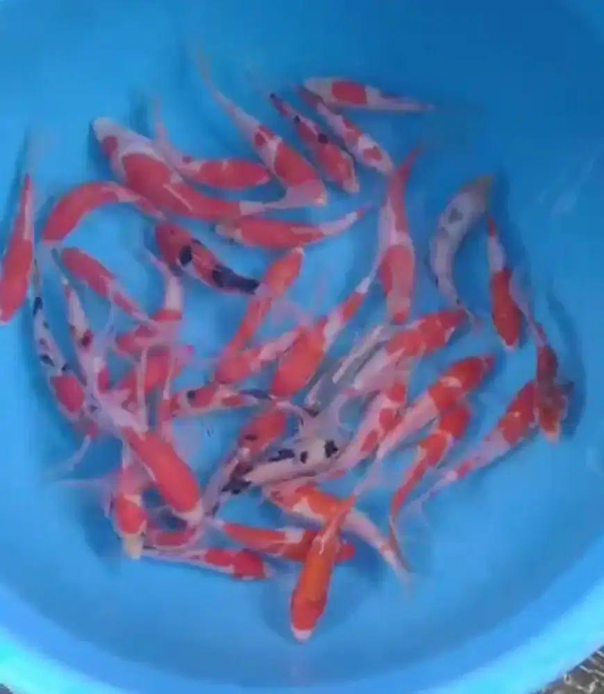 Ikan koi size 13 _ 15cm
