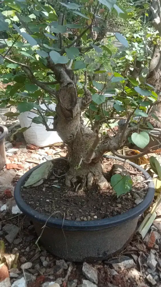 Bonsai waru Taiwan ukuran jumbo