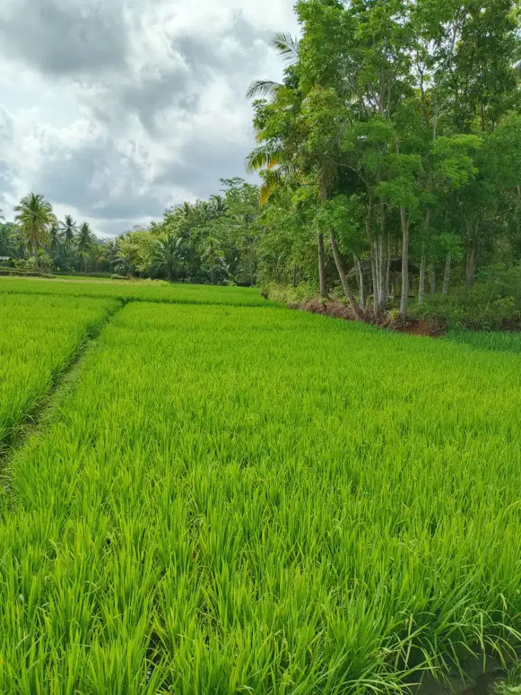 Dijual Sawah yang hijau ,subur makmur