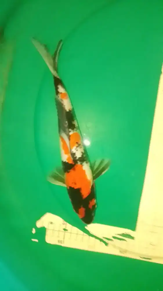 Ikan koi jenis Showa size 30cm