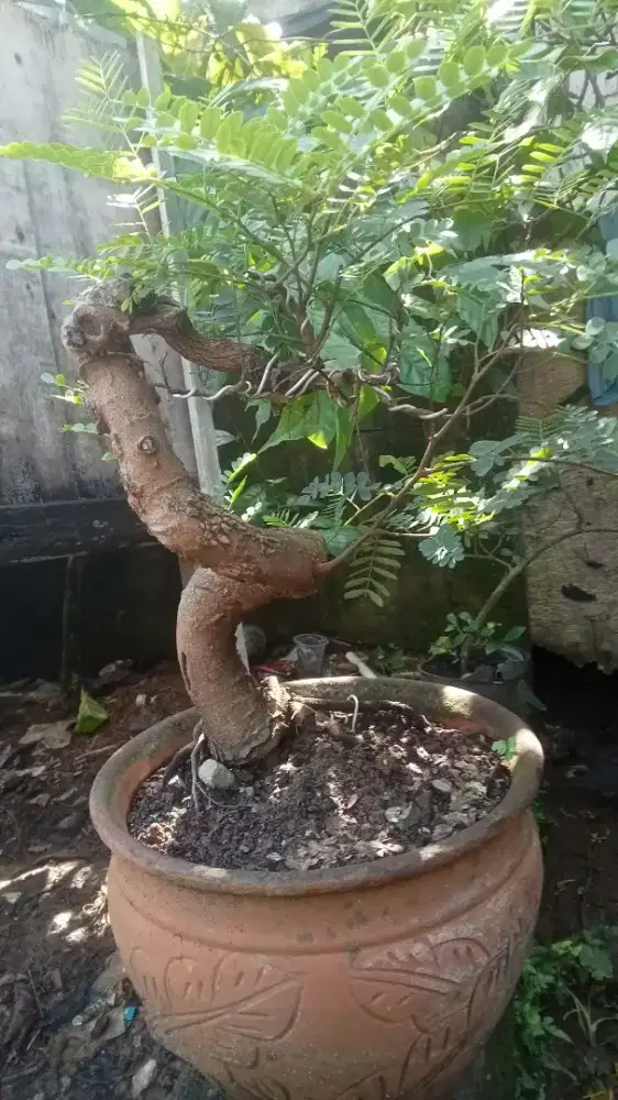 Bonsai asem bunjin