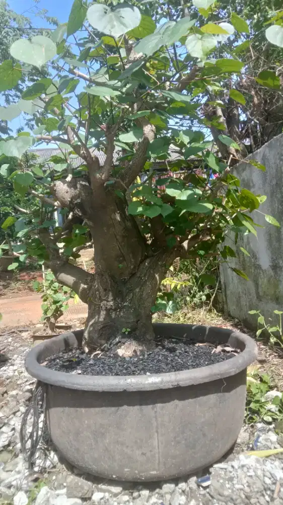 Bonsai waru Taiwan ukuran besar