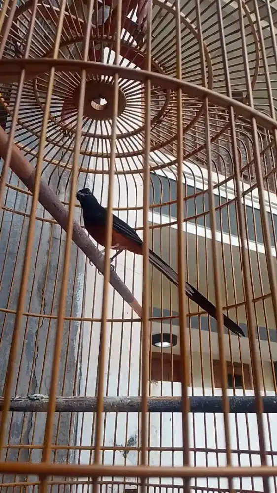 murai medan bodi big ekor panjang