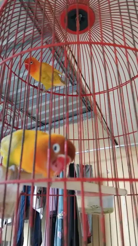 Love bird sepasang