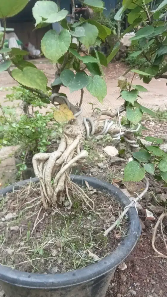 Bonsai waru Taiwan unik