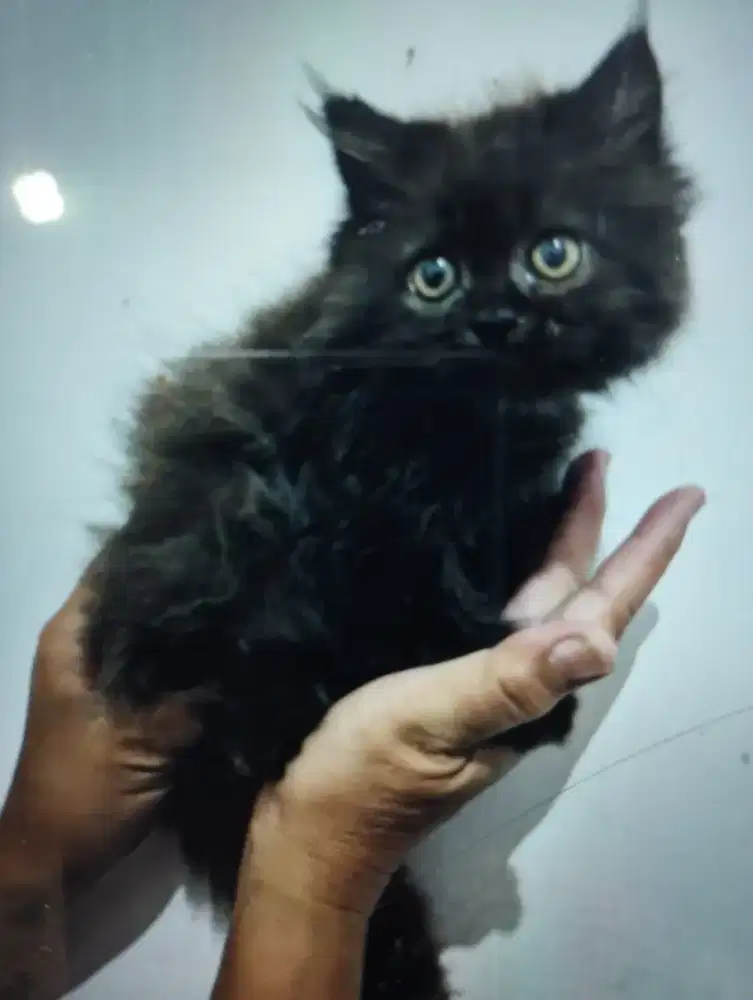 Kitten/anak kucing persia.