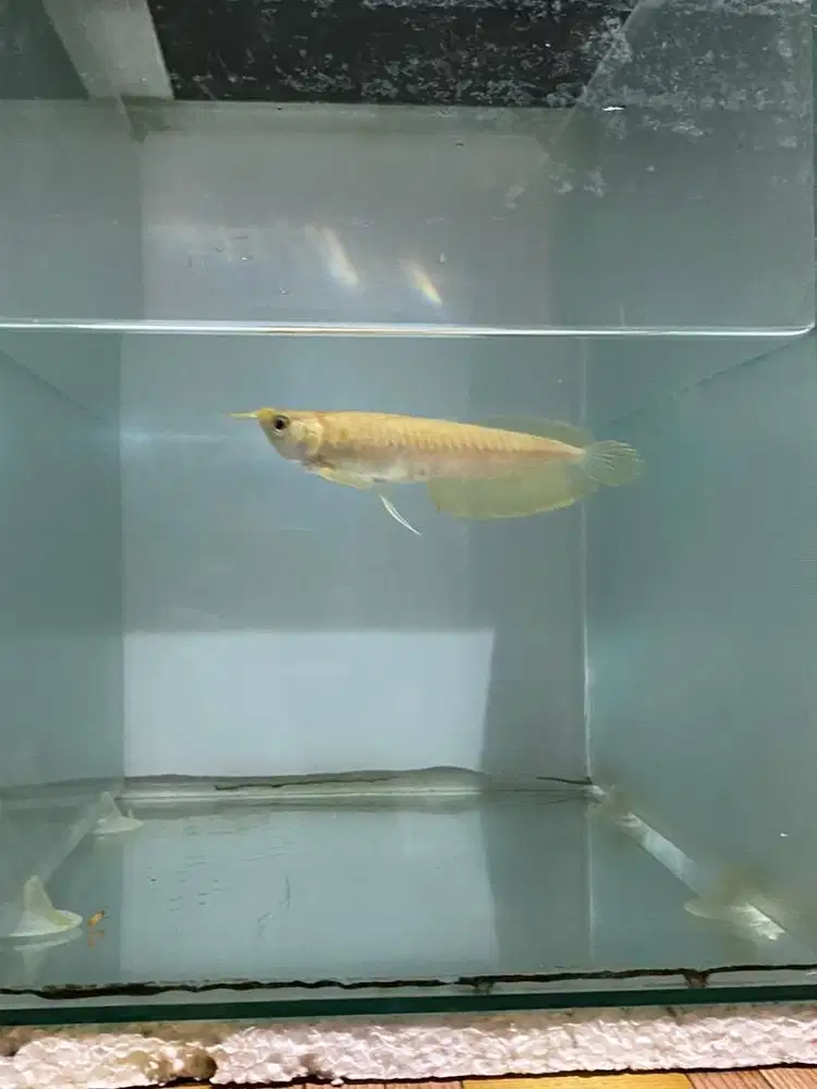 ARWANA SILVER ALBINO