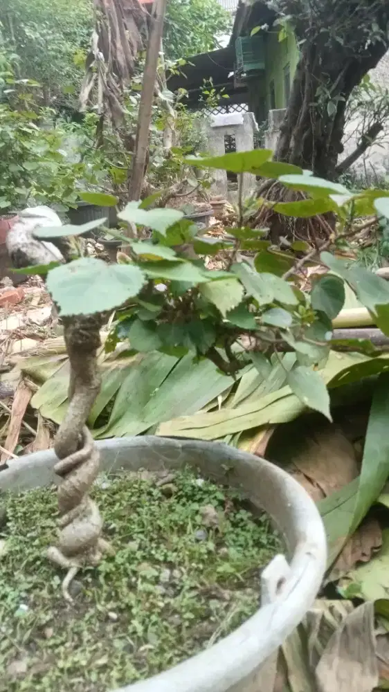 Bonsai waru Taiwan ready stock