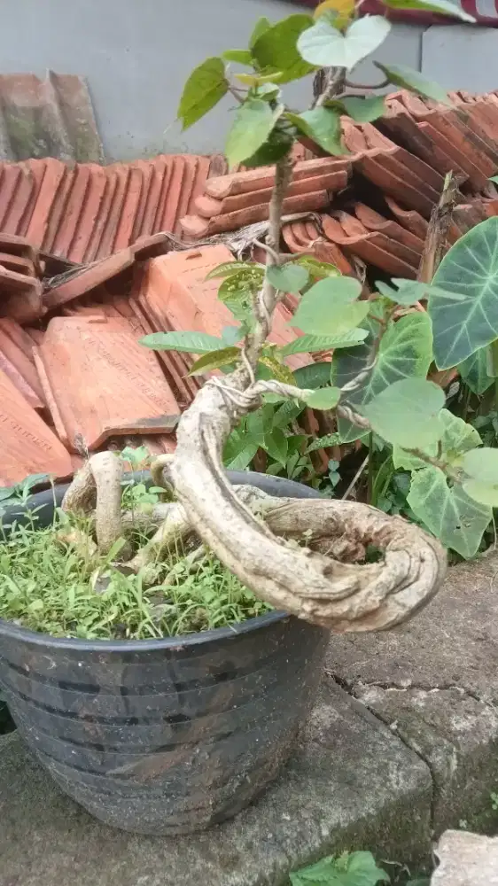 Bonsai waru Taiwan melengkung
