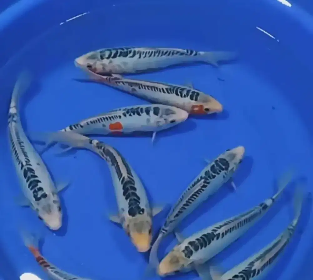 Ikan koi jenis Shusui 30cm