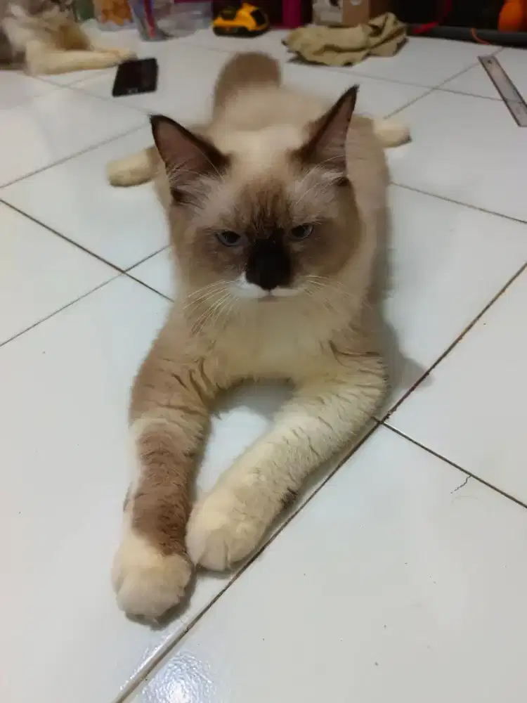 Lepas adopt bermahar