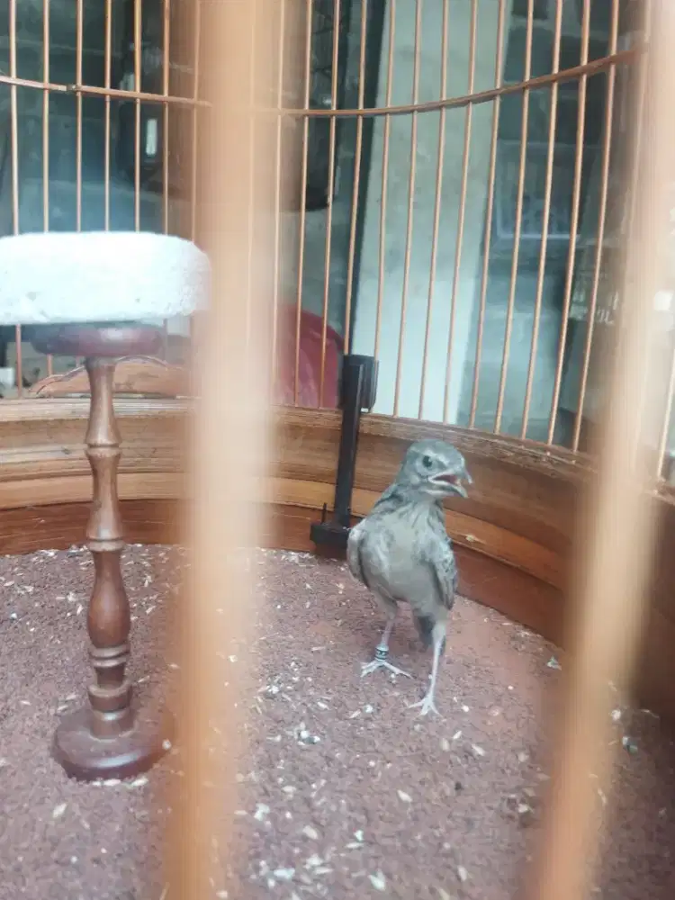 Branjangan java Jantan