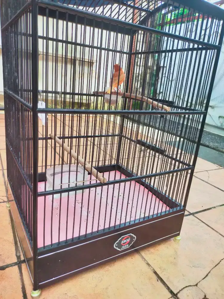 Kenari Merlok Senior