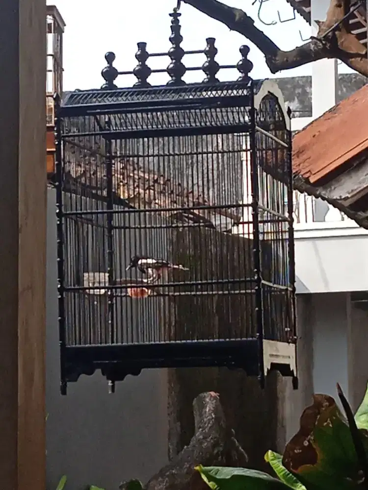 Kacer poci semi mapan