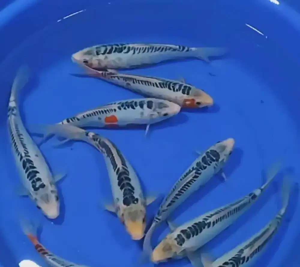 Ikan koi jenis Shusui ukuran 30cm ring bagus