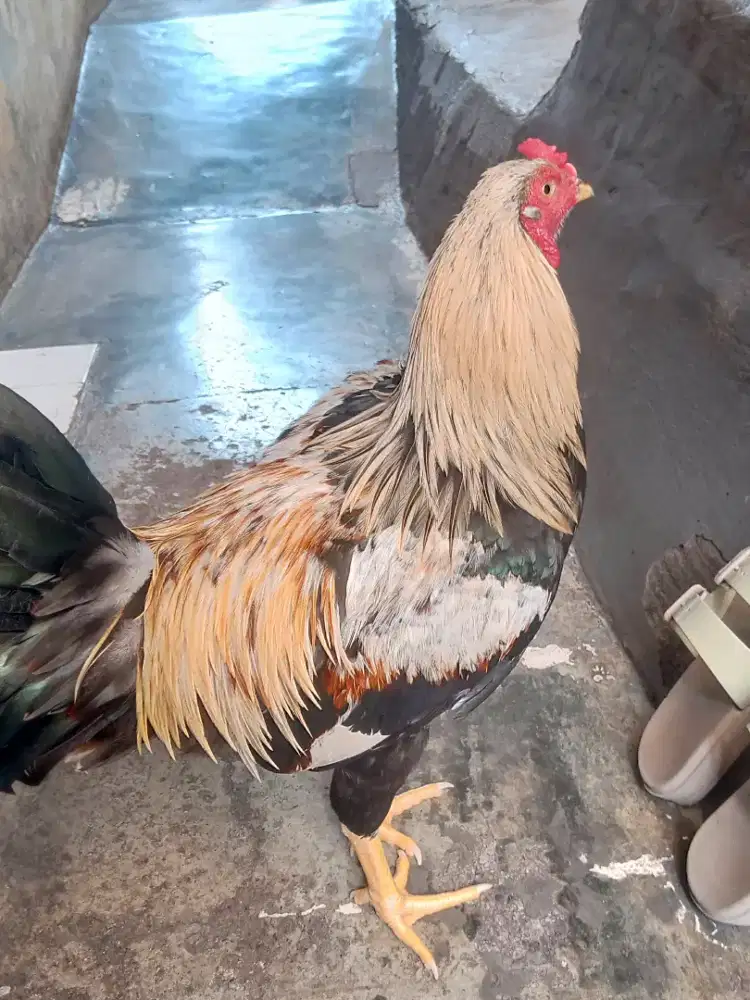 Jual ayam Bangkok x kampung