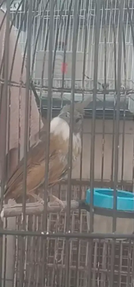 cucak jenggot jantan