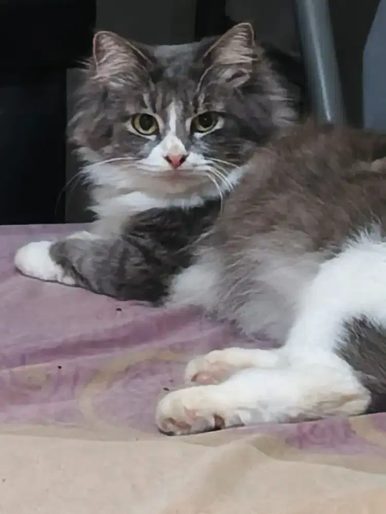 Persia medium betina