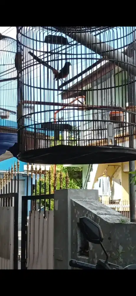 Jual MH gacor bulu baru