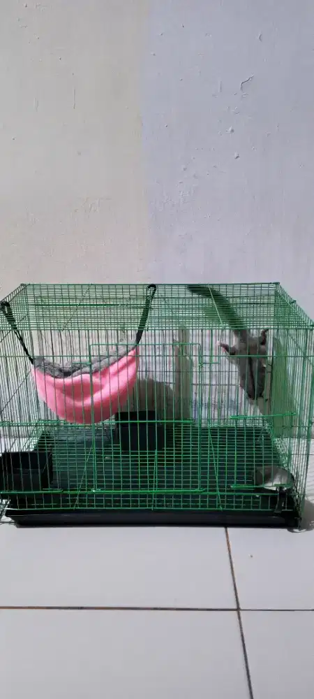 Sugar glider 350 nego