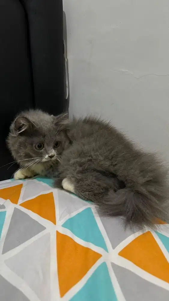 kucing bsh long hair