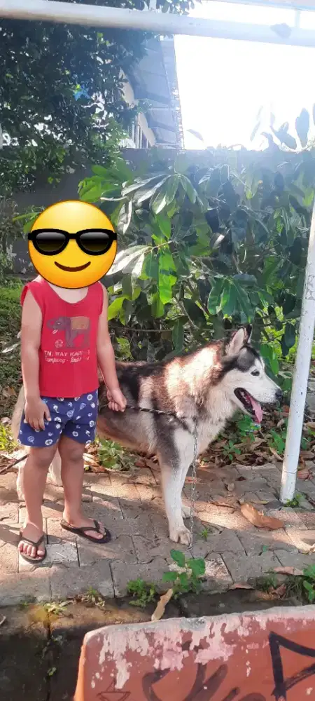 Siberian Husky bigbone