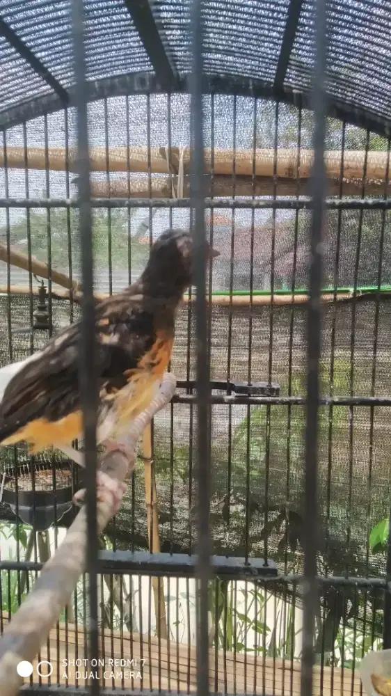 Murai batu trotol 2bln up