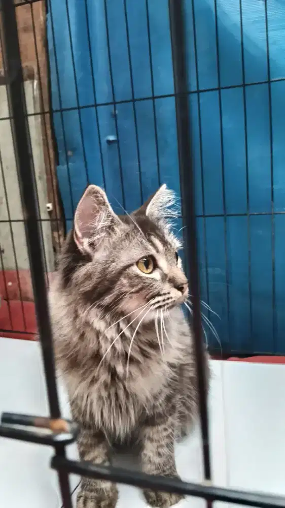 Kucing Persia Jantan