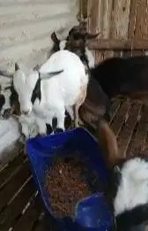 sepasang kambing mini ekonomisan peranakan pygmi F1 4-6 bln TB 35cm ok