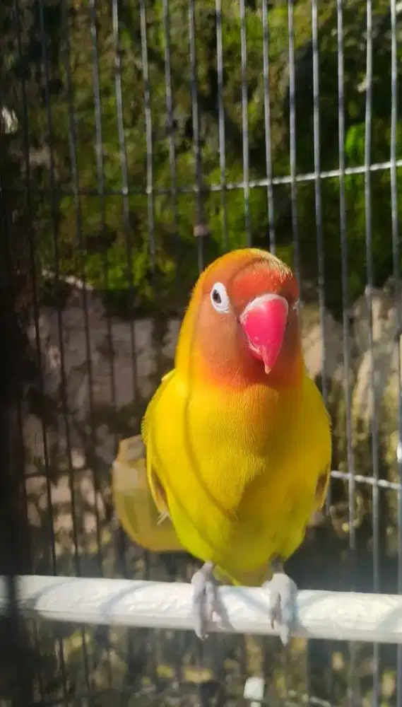 Lovebird PASJO rajin dan sehat