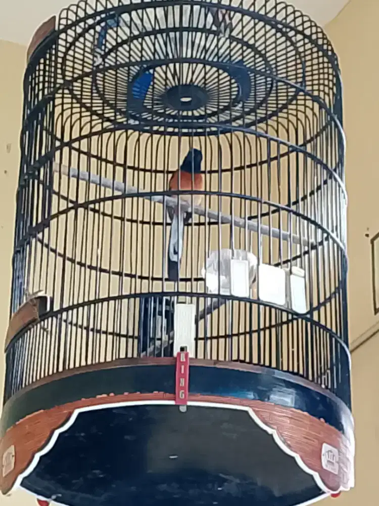 Burung mulus no minus