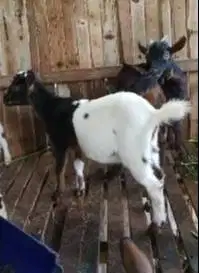sepasang kambing mini peranakan pygmi F1 4-6 bln exotik TB 35cm kerdil