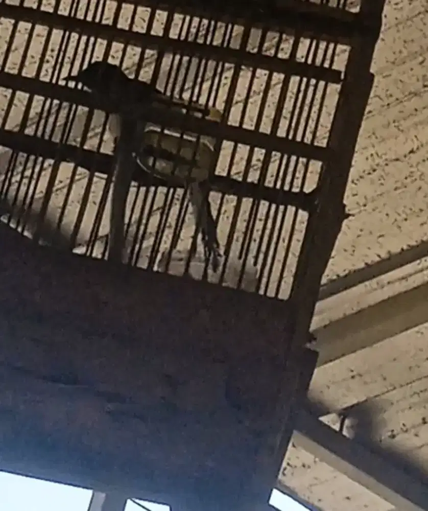 Murai  Trotol Jantan