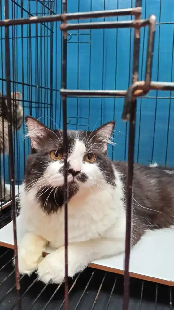 Kucing Persia Jantan