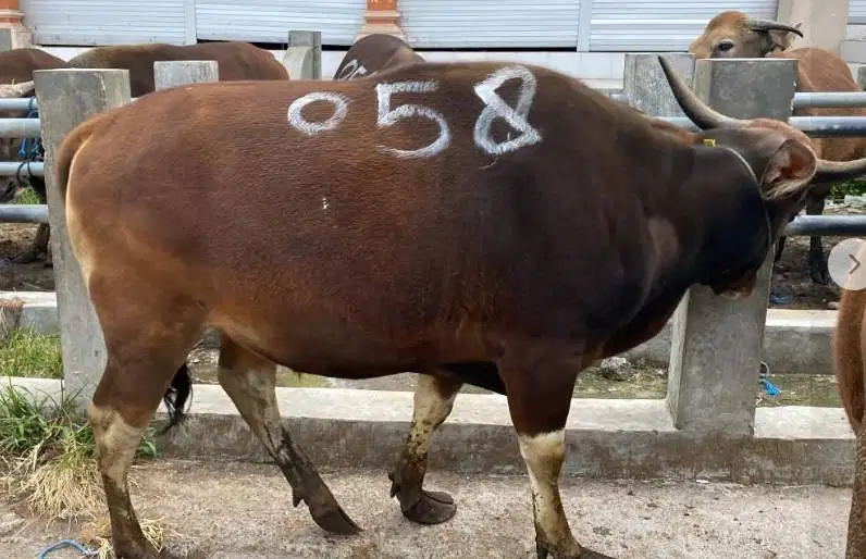 sapi bali qurban 350kiloan siap sapi kurban murmer ekonomisan rawatan