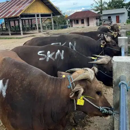 sapi bali qurban 350kiloan siap sapi kurban murmer ekonomisan rawatan