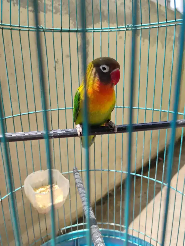 Lovebird josan betina