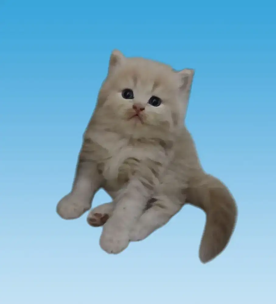 Open adop kitten persia